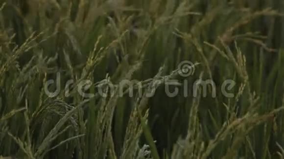 风吹过的小稻田视频的预览图