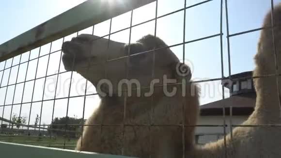 国家公园围场里可爱的骆驼视频的预览图