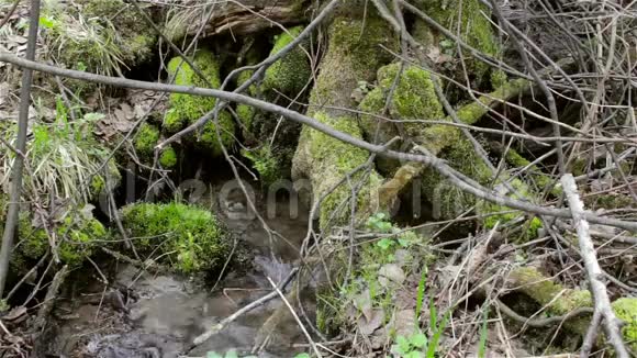 山涧溪流河流在长满青苔的树木之间视频的预览图
