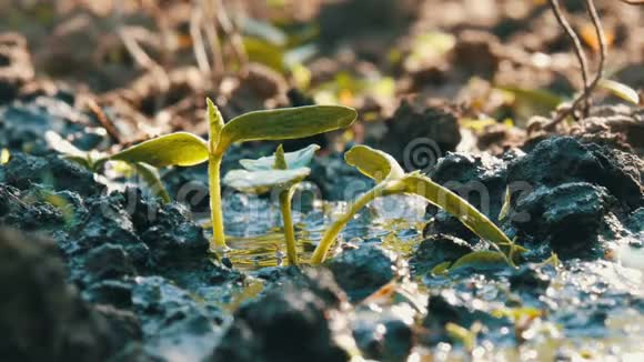 一种新生长的植物用浇水罐浇水水被吸收到土壤中视频的预览图