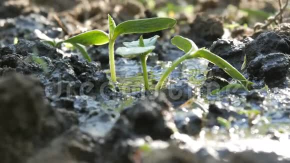 一种新生长的植物用浇水罐浇水水被吸收到土壤中视频的预览图