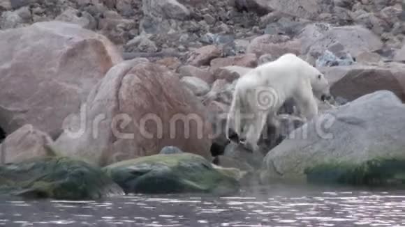 北极熊在斯瓦尔巴冷冰原的岩石海岸上视频的预览图