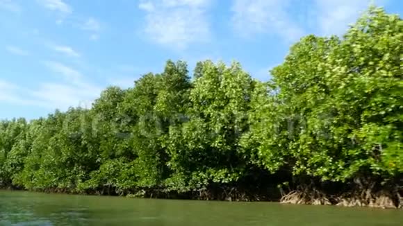 从漂浮在河上的小船上的红树林视频的预览图