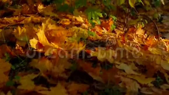 多色秋树视频的预览图