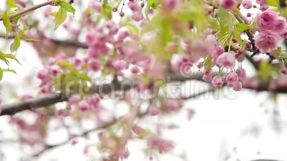 果树粉红色花朵的俯视图视频的预览图