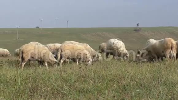 草地上的羊群繁殖视频的预览图