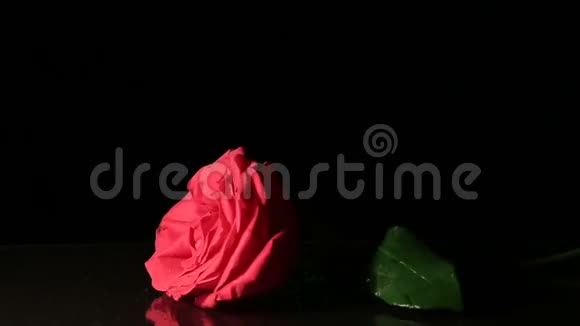 玫瑰落在黑色的背景上慢动作视频的预览图