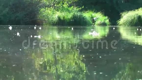 德国自然保护区生物兴奋剂水上的生命视频的预览图