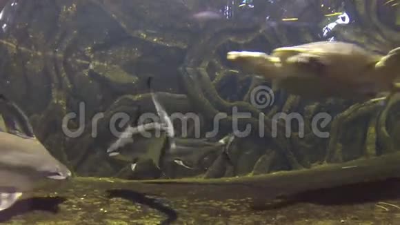 海龟在鱼缸里游泳视频的预览图