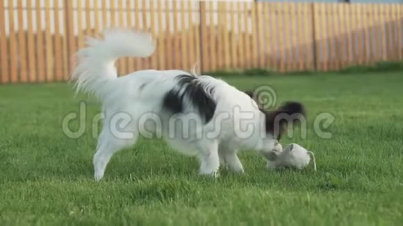 帕皮龙大陆玩具小狗玩毛绒老鼠在绿色草坪股票视频短片视频的预览图