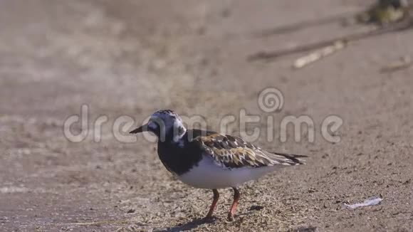 夏天的羽毛中鸟RuddyTurnstoneArenaria在沙质海岸边散步寻找食物并吃掉它视频的预览图
