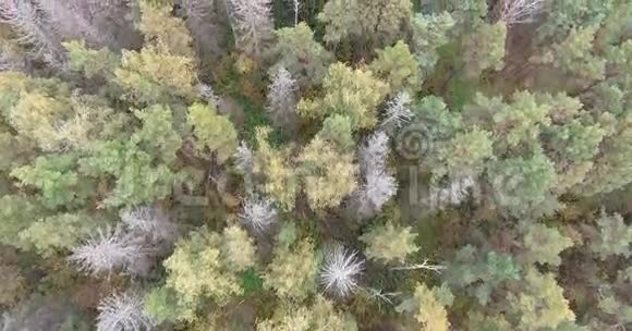 野生自然景观自然环境森林航拍视频的预览图
