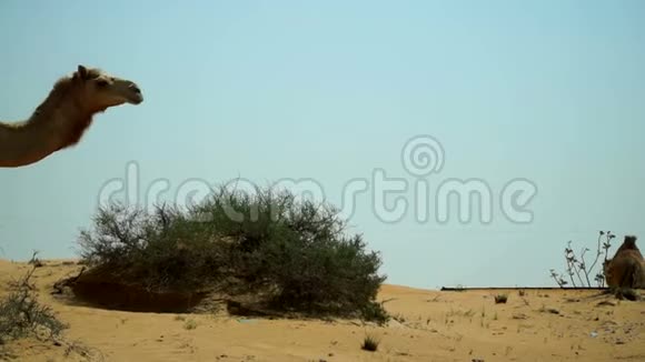 一群骆驼在阿拉伯联合酋长国的沙漠里放牧视频的预览图