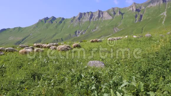 在高山草地上放牧的羊群视频的预览图