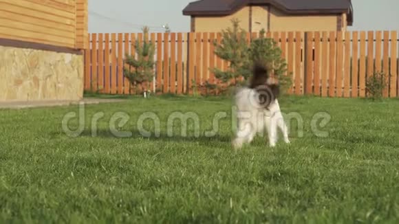 Papillon大陆玩具Spaniel小狗在绿色草坪上玩长毛绒老鼠股票录像视频的预览图