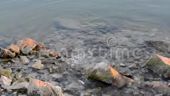 在石头和草地的背景下河流中的快速水视频的预览图