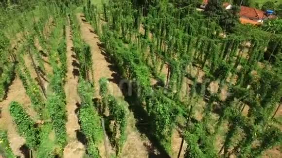 巴西霍普田植物生长在霍普农场霍普种植园新鲜和成熟的霍普斯准备收割啤酒生产视频的预览图