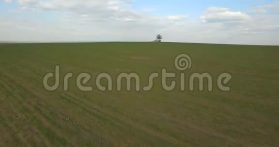 空中景色田野中央的孤独树背景视频的预览图