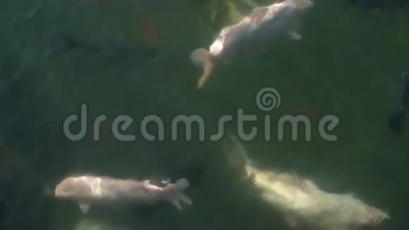 鲤鱼在池塘里驯化视频的预览图