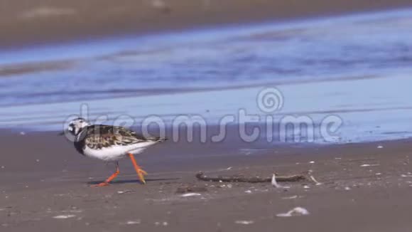 夏天的羽毛中鸟RuddyTurnstoneArenaria在沙质海岸边散步寻找食物并吃掉它视频的预览图