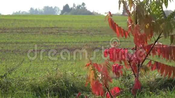 秋天的树木颜色和冬季的粮食作物在农业领域4K视频的预览图