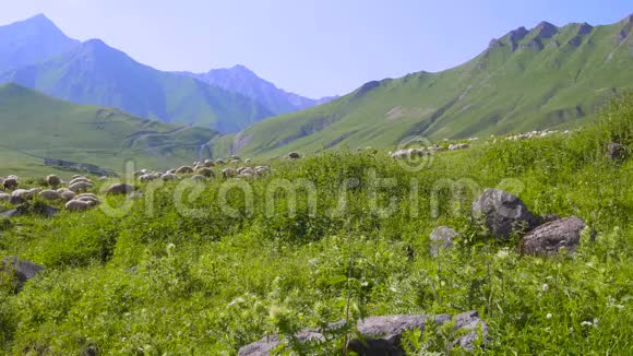 在高山草地上放牧的羊群视频的预览图