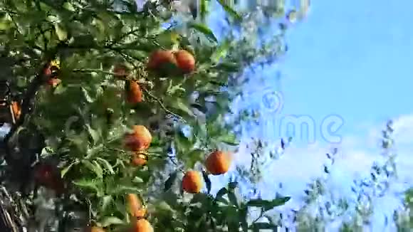 在晴朗的风日在蓝天的背景下树上有橘子视频的预览图