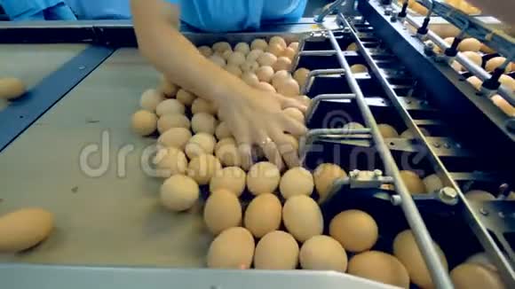 鸡场家禽工人在工厂输送机上分拣鸡蛋禽场工业生产线视频的预览图