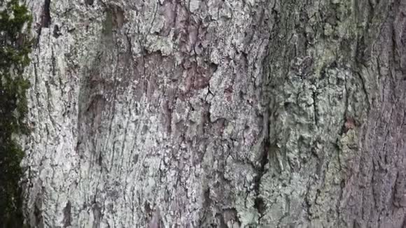 树木的木材纹理树皮视频的预览图
