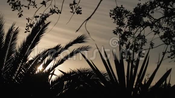 太阳在棕榈叶上嬉戏的神秘镜头视频的预览图