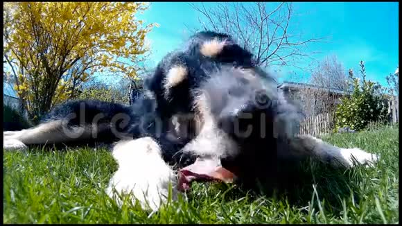 一只嚼骨头的狗的照片视频的预览图