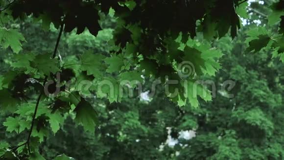 落雨下的绿树枝视频的预览图