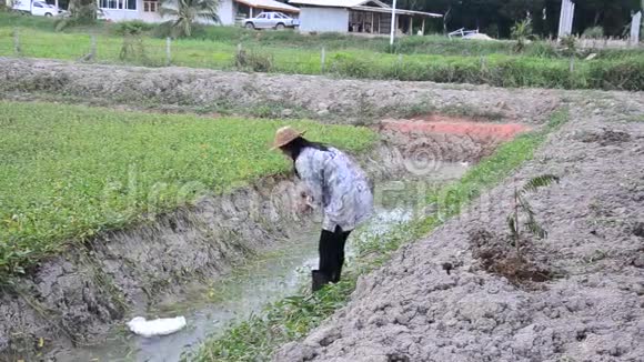 泰国妇女在花园里用水桶浇水视频的预览图