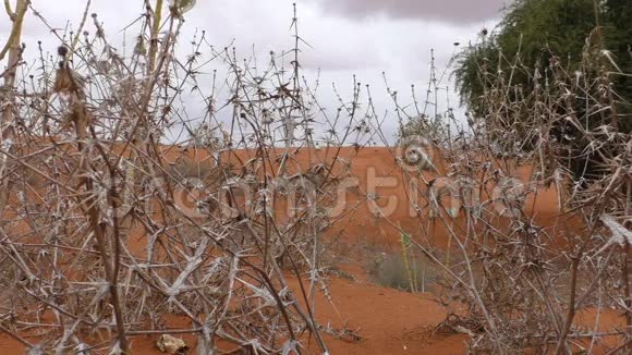 在干燥的沙漠带刺的草地上下雨视频的预览图