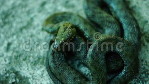 卷尾蛇舌头伸出来戴斯蛇Natrixtessellata视频的预览图