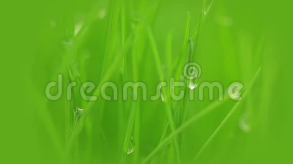新鲜的草露水和阳光视频的预览图