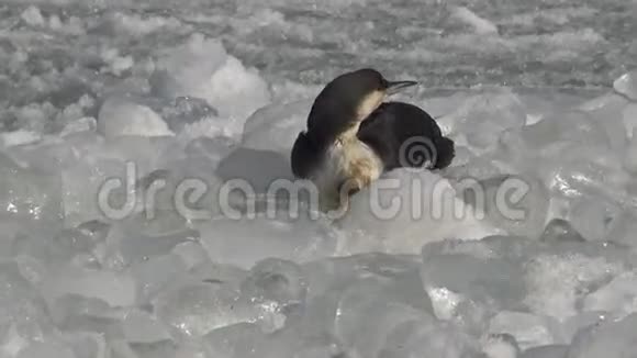 冰面上黑刺的龙盖维亚视频的预览图