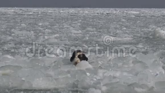 冰面上黑刺的龙盖维亚视频的预览图