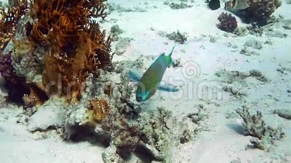 潜头鹦鹉鱼绿藻微hinos视频的预览图