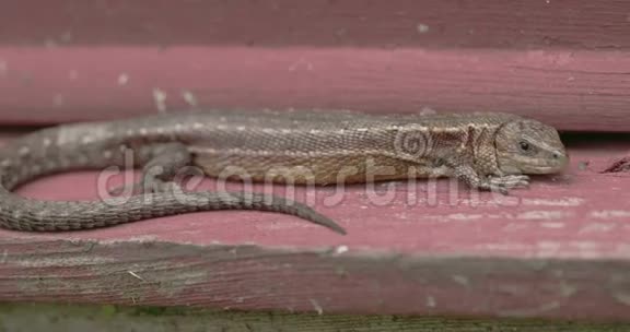 木头上一只棕色的普通蜥蜴视频的预览图