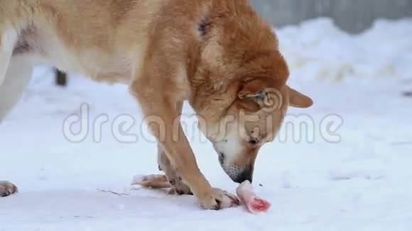 动物收容所狗咬骨头视频的预览图