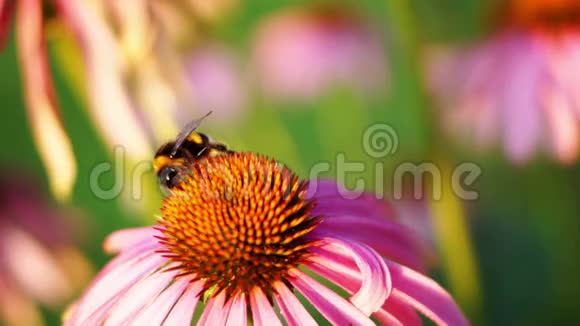 大黄蜂和紫锥花紫锥菊视频的预览图