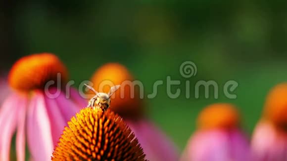 蜜蜂和紫锥花紫锥花视频的预览图