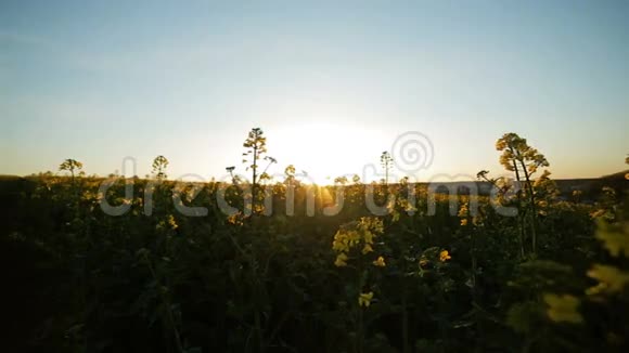 一个美丽的日落在一片种子上的时间流逝视频的预览图