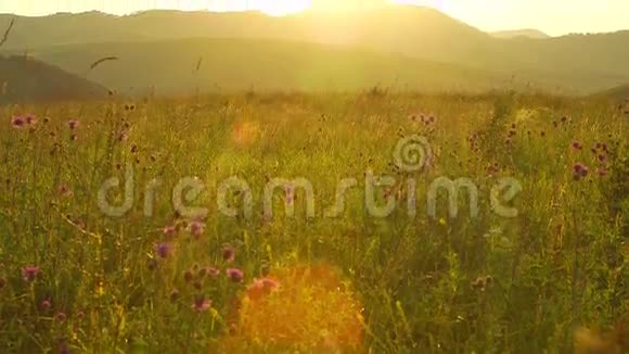 俄罗斯阿勒泰的日落中有野花的风景区视频的预览图