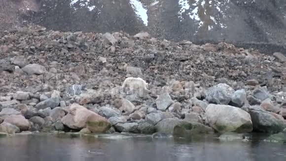 北极熊在斯瓦尔巴冷冰原的岩石海岸上视频的预览图