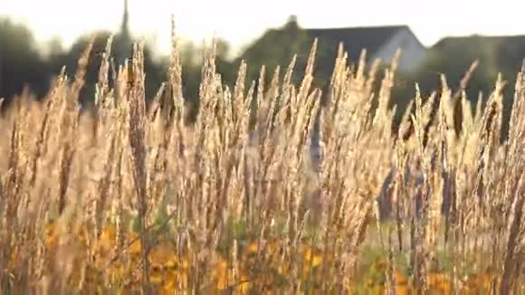 阳光明媚的日子里干耳朵随风而动的植物视频的预览图
