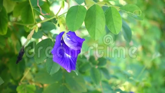 美丽的蓝色豌豆花视频的预览图