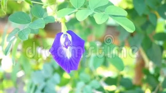 美丽的蓝色豌豆花视频的预览图