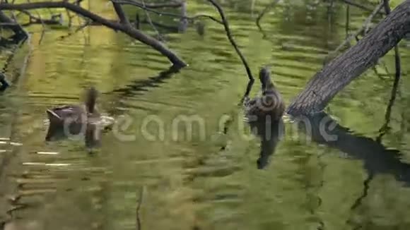 两只鸭子在湖中的树木之间清理羽毛视频的预览图